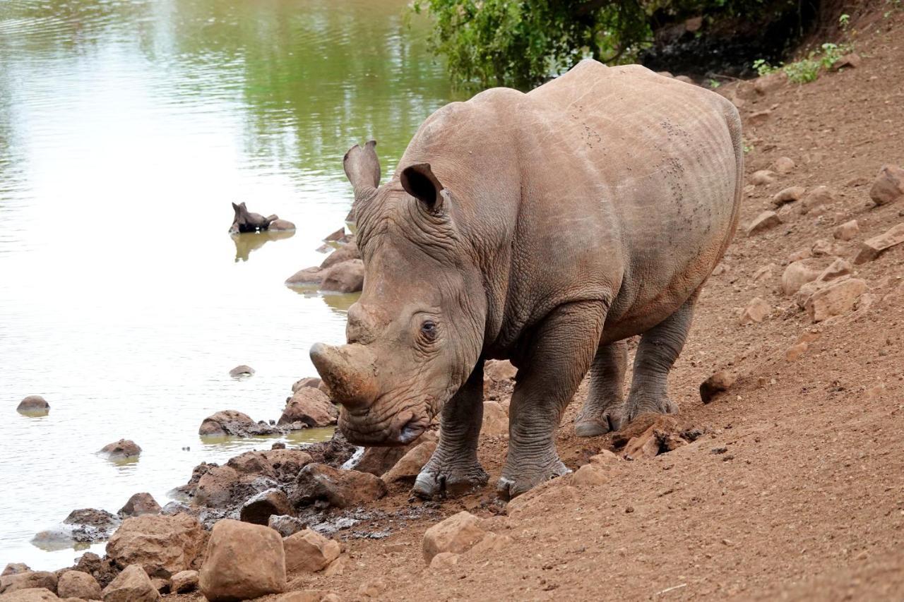 Tau @ Kruger Villa Marloth Park Dış mekan fotoğraf