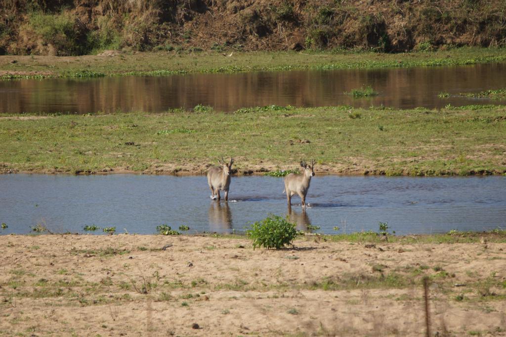 Tau @ Kruger Villa Marloth Park Dış mekan fotoğraf