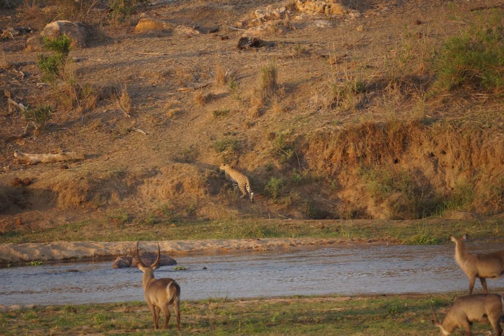 Tau @ Kruger Villa Marloth Park Dış mekan fotoğraf